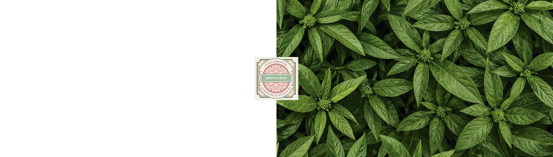 collection bringras banner bed of ing.jpg